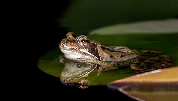 如何钓大鲶鱼饵料技巧及钓法详解