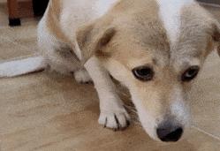 狗被打得怕主人的表现