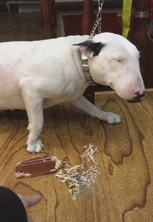 狗被打得怕主人的表现