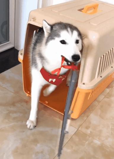 狗被打得怕主人的表现