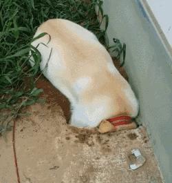 狗被打得怕主人的表现