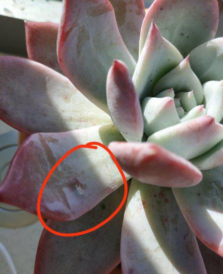 月季花长白霜用什么药