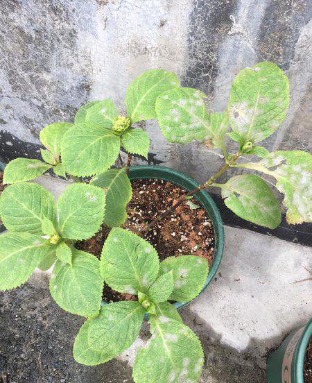 月季花长白霜用什么药