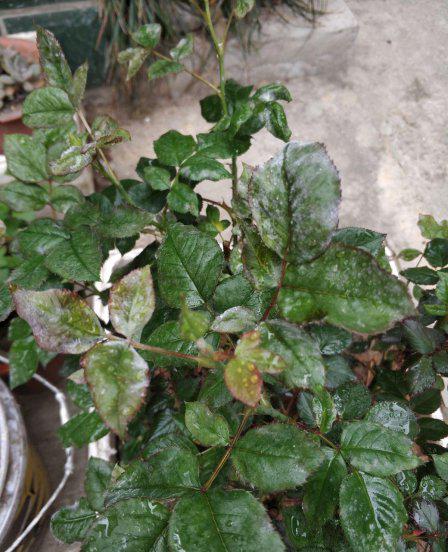 月季花长白霜用什么药