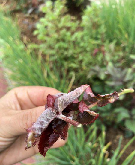 月季花长白霜用什么药