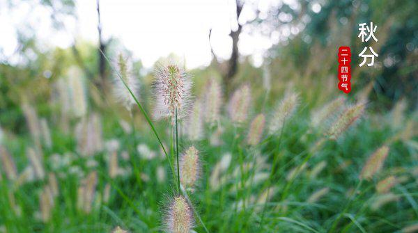 老话说秋怕雷是什么意思