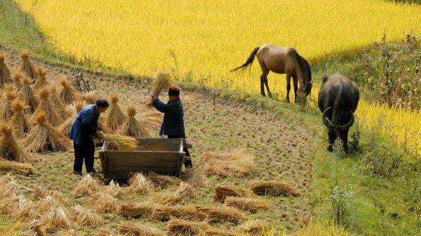 老话说秋怕雷是什么意思