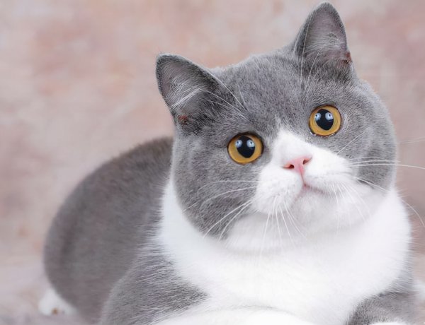 英短虎斑猫就是不纯吗