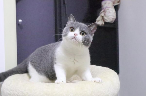 英短虎斑猫就是不纯吗