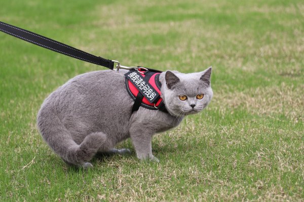 英短虎斑猫就是不纯吗