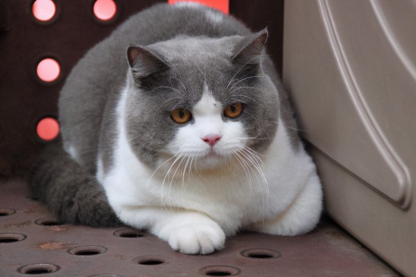 英短虎斑猫就是不纯吗