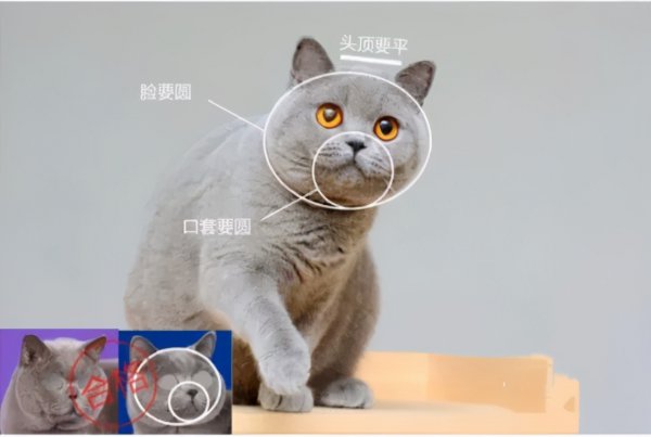 英短虎斑猫就是不纯吗