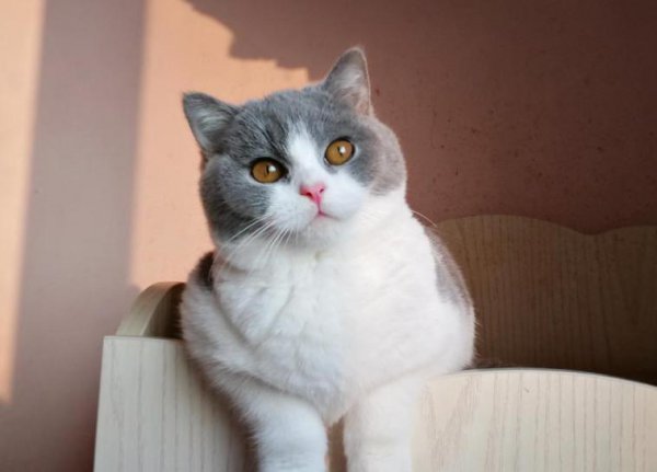 英短虎斑猫就是不纯吗