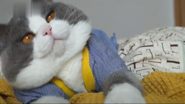 英短虎斑猫就是不纯吗