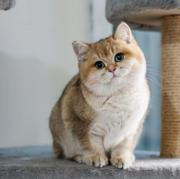 英短虎斑猫就是不纯吗