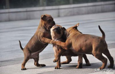 世界十大猎犬排名 全球顶级猎犬品种排行及图片