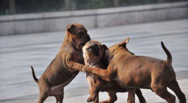 世界十大猎犬排名