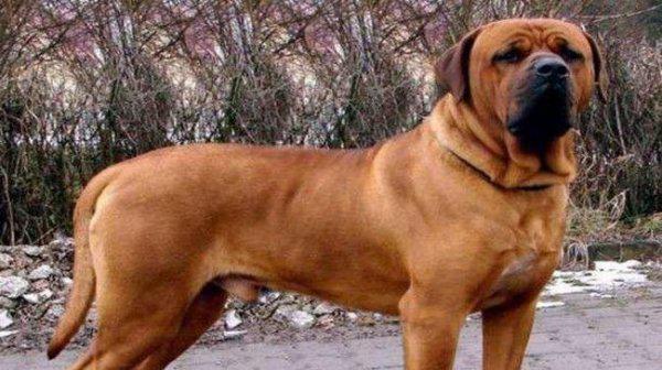 世界十大猎犬排名