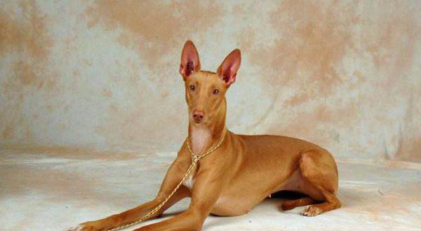 世界十大猎犬排名