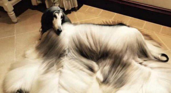 世界十大猎犬排名