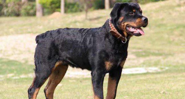 世界十大猎犬排名