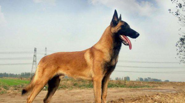 世界十大猎犬排名