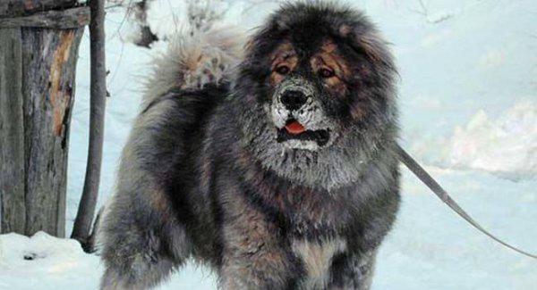 世界十大猎犬排名