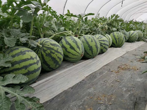 西瓜种子最好品种大全