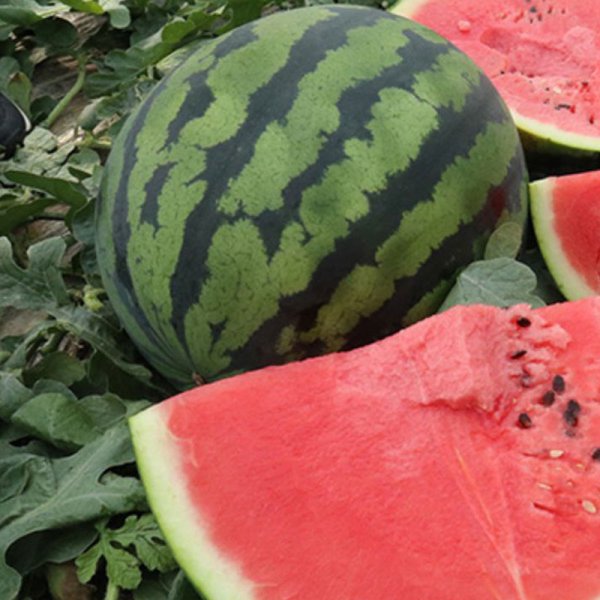 西瓜种子最好品种大全