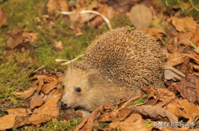 民间刺猬进宅风水有什么说法 刺猬进宅的征兆和寓意