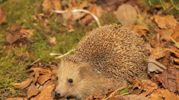 民间刺猬进宅风水有什么说法
