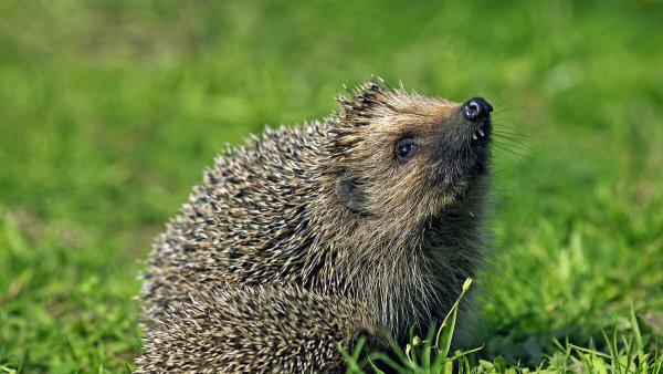 民间刺猬进宅风水有什么说法