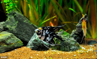 冷水鱼有哪些品种 冷水鱼养殖什么品种是最漂亮的