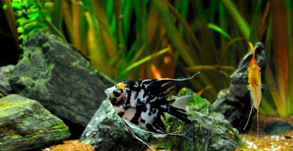 冷水鱼有哪些品种