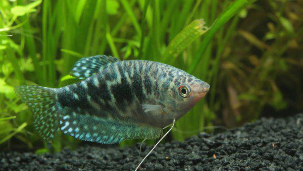 冷水鱼有哪些品种