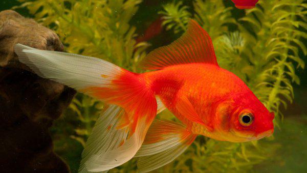 冷水鱼有哪些品种