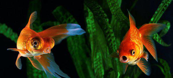 冷水鱼有哪些品种