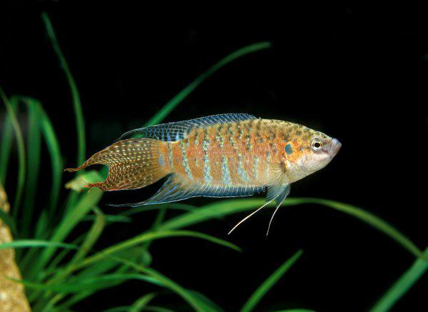 冷水鱼有哪些品种