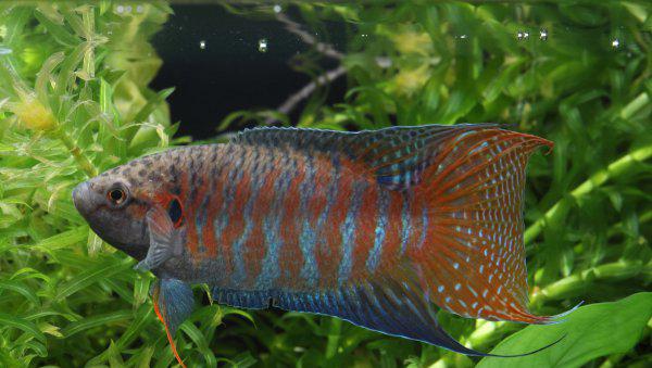 冷水鱼有哪些品种