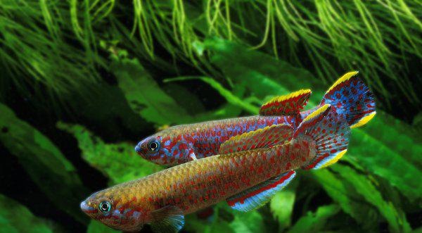 冷水鱼有哪些品种