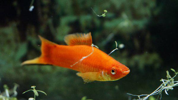 冷水鱼有哪些品种