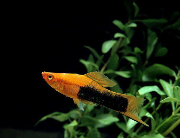 冷水鱼有哪些品种