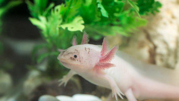 冷水鱼有哪些品种