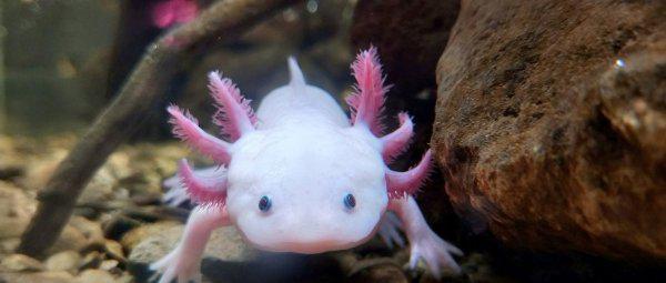 冷水鱼有哪些品种