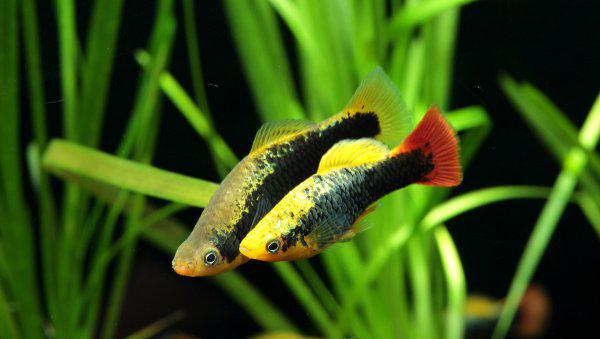 冷水鱼有哪些品种