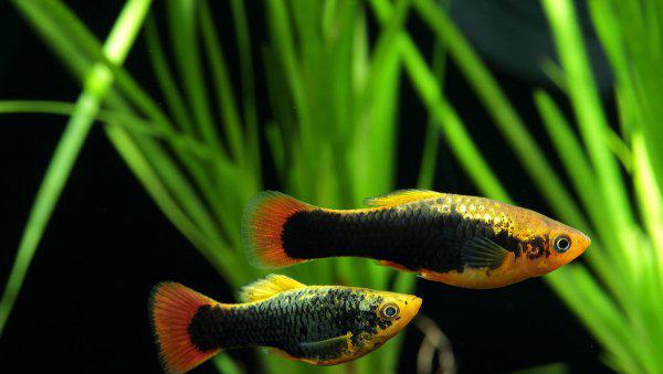 冷水鱼有哪些品种