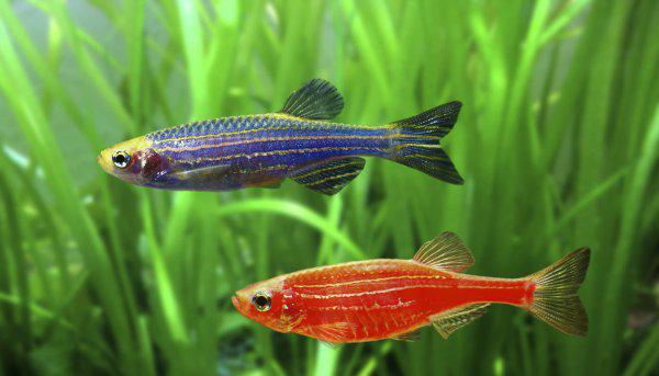 冷水鱼有哪些品种