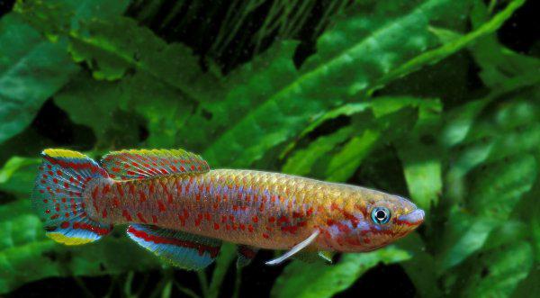 冷水鱼有哪些品种