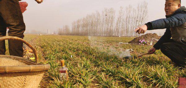 坟地栽树怎么栽栽几棵