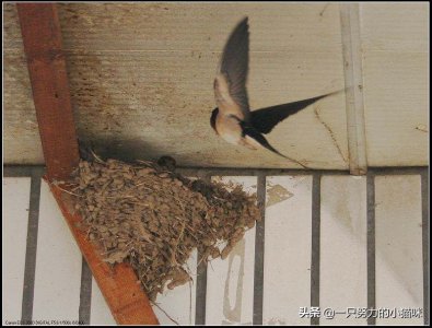 什么情况下燕子会弃窝 燕子会轻易放弃自己搭的窝吗